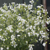 Saponaria - Beauty White