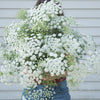 Queen Anne's Lace - White Dill