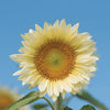 Sunflower - ProCut White Lite