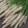 Carrots - White Satin