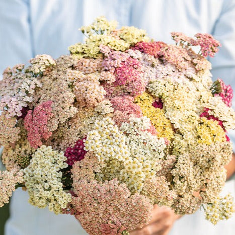 Yarrow - Favourite Berries