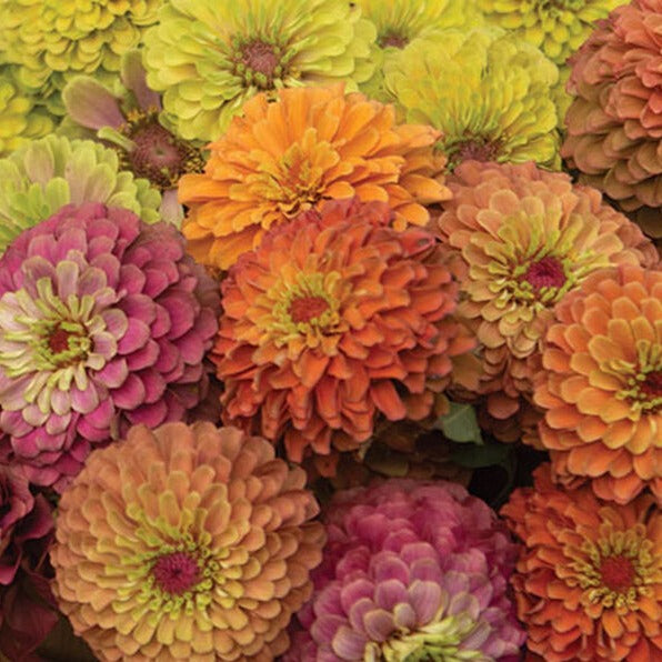 Zinnia - Queeny Mix